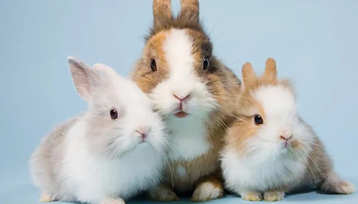 兔年是哪年 上个兔年是哪年