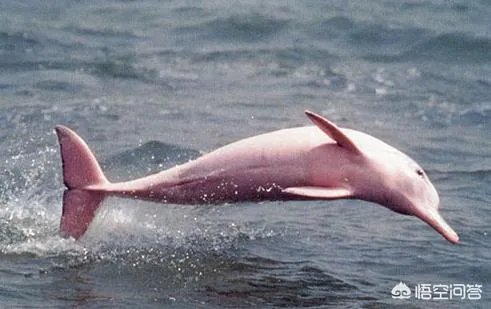 为什么很多人相信微博上面的锦鲤大王会带给他们好运?