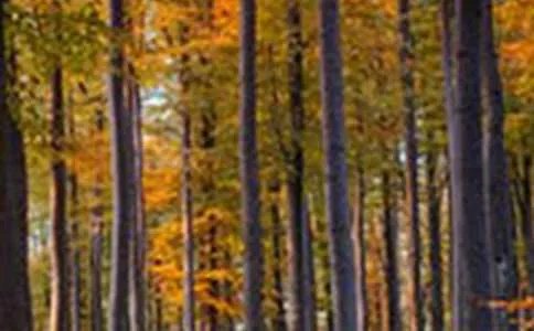 王家卫重庆森林经典台词