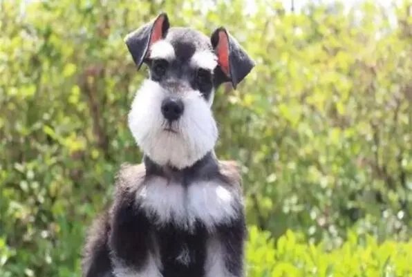 十大顶级梗类犬,斗牛梗排第六,第一体型较小