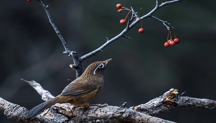 寒号鸟是什么动物 寒号鸟是什么动物一类