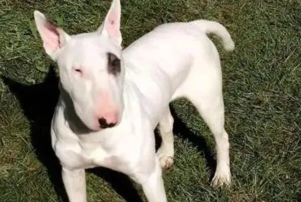 十大顶级梗类犬,斗牛梗排第六,第一体型较小