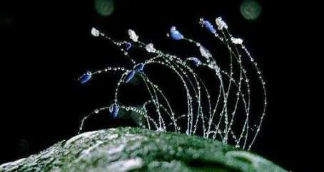 世界上最高贵神秘的花——来自的古巴幽灵兰花