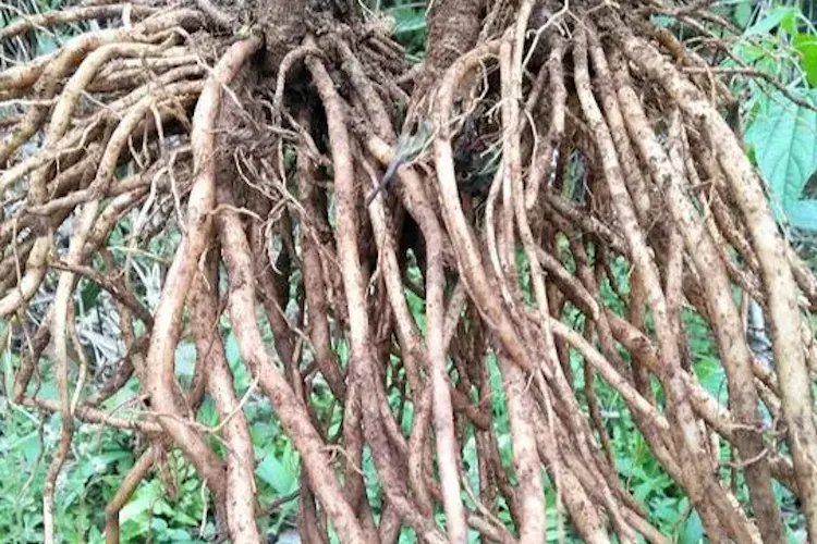 红牛膝图片大全