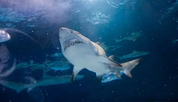 鲨鱼是不是哺乳动物 鲨鱼是什么类动物是哺乳类动物吗