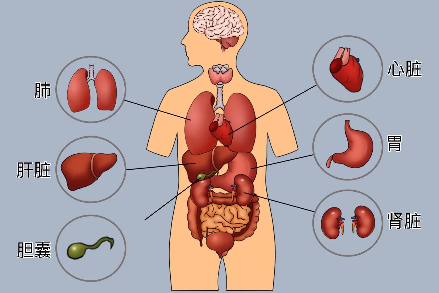 人体后背部位对应器官分布图