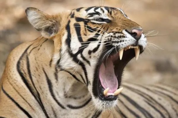 Roar是什么意思？