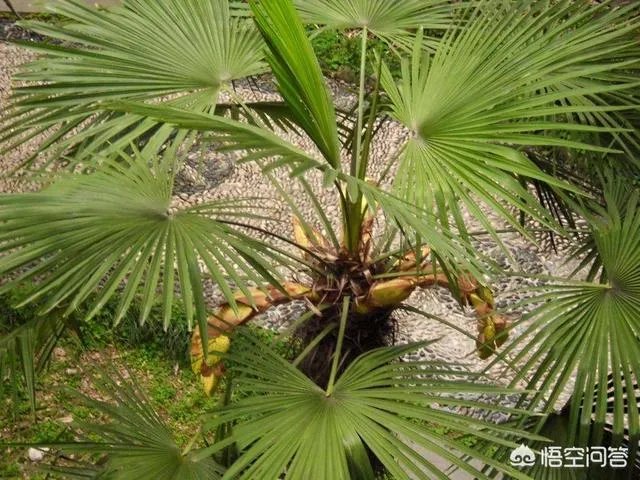 发酵棕榈粕到底有多好？如何使用？