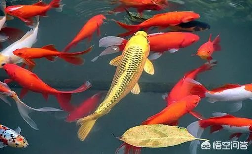 为什么很多人相信微博上面的锦鲤大王会带给他们好运?