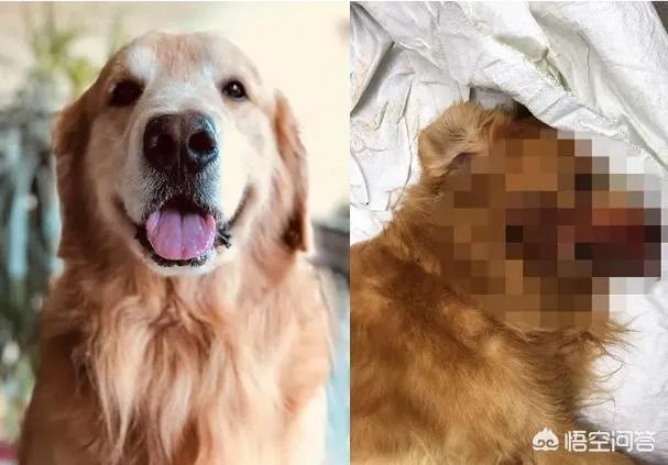 金毛护主被活活打死,除了心痛,肇事者应该接受怎样的制裁?