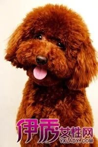 泰迪狗图片大全