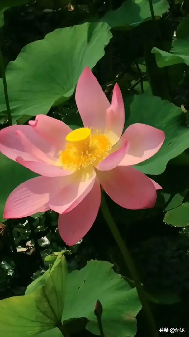 普通人怎么拍出好看的照片？