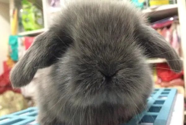 十大宠物兔品种，多种垂耳兔上榜，第一最小巧可爱