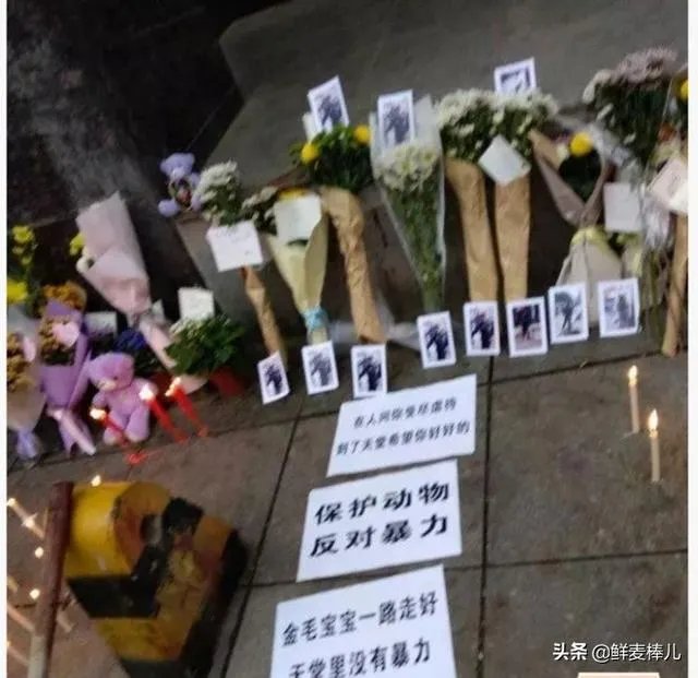 金毛护主被活活打死,除了心痛,肇事者应该接受怎样的制裁?