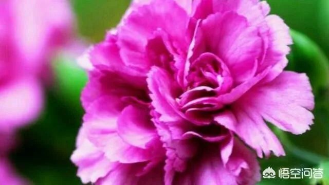 沈巍流浪，是主动选择还是另有隐情？