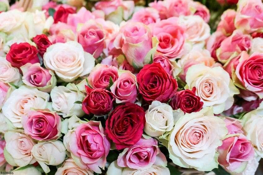 玫瑰花与什么搭配能祛斑美白