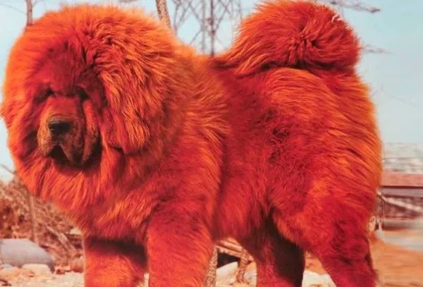 十大最贵的狗排名