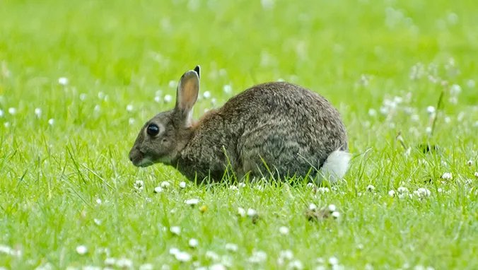 兔肉的营养价值