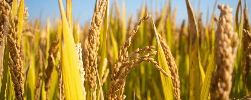 鱼米之乡是哪个城市 鱼米之乡是哪里