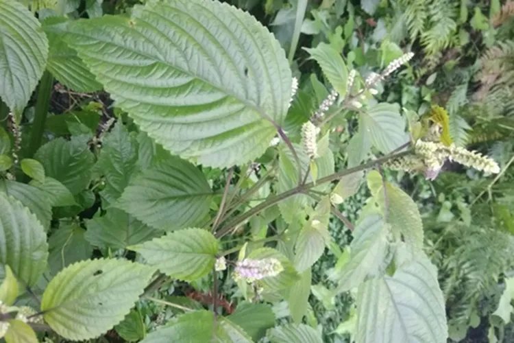 血见愁草药图片与功效