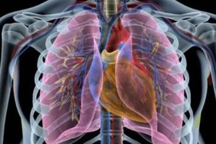 肺位置在哪里图片大全