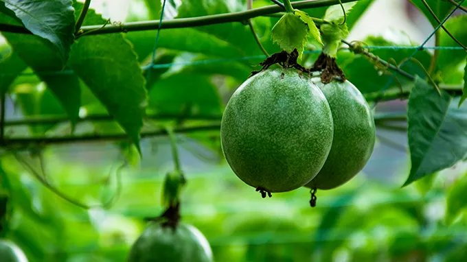 瓜蒌子的功效和作用