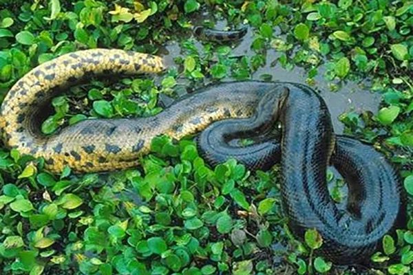 世界上最大的十种蛇,地毯蟒上榜,第一重量达250公斤