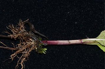 雪见草根的功效与作用