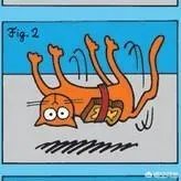 黄油猫悖论到底是否真实？