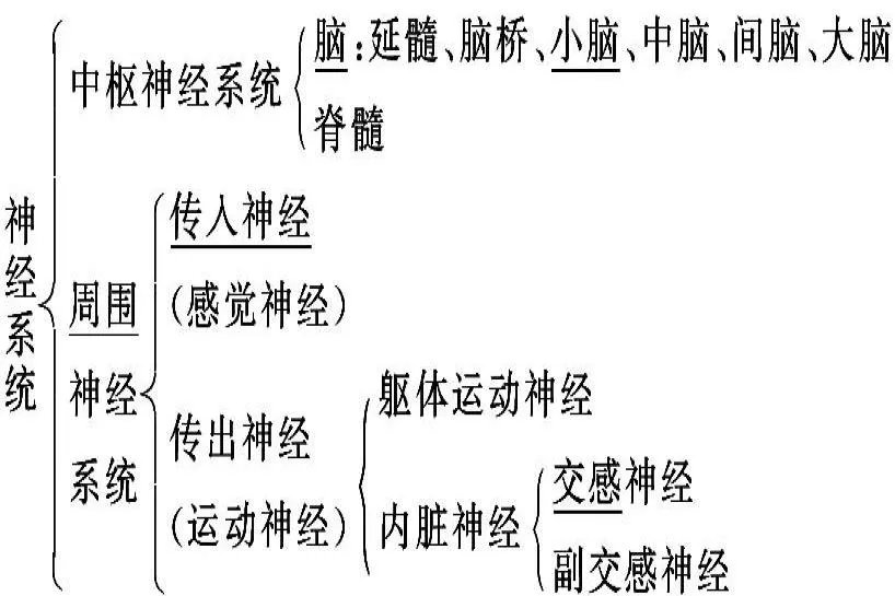 神经系统的基本结构概念图