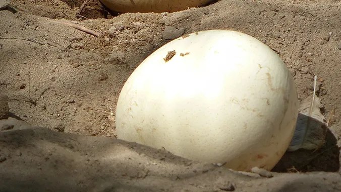 鸽子蛋的营养价值