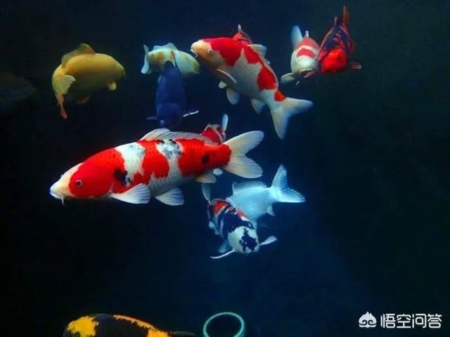 为什么很多人相信微博上面的锦鲤大王会带给他们好运?