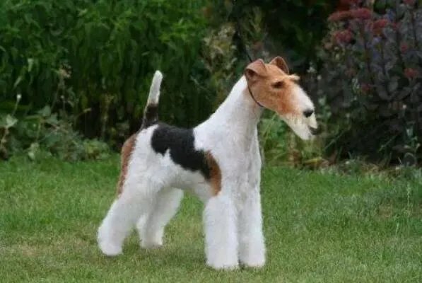 十大顶级梗类犬,斗牛梗排第六,第一体型较小