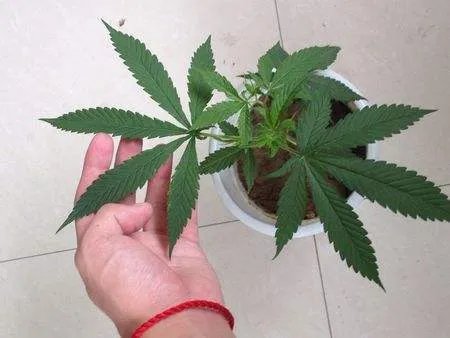 客厅放什么花风水好 客厅植物摆放风水禁忌