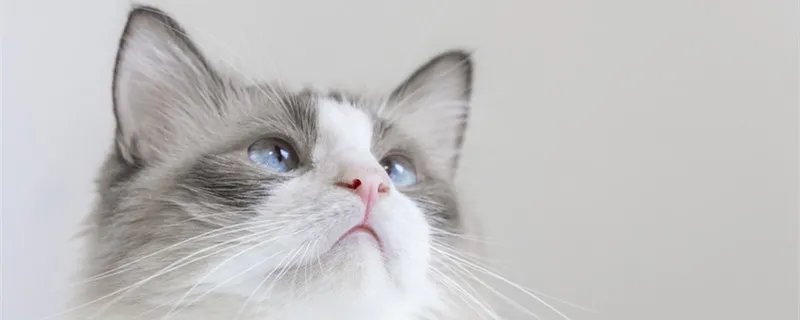 宠物托运流程 宠物托运如何办理