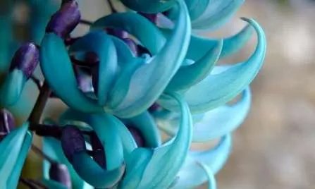 世界上最高贵神秘的花——来自的古巴幽灵兰花