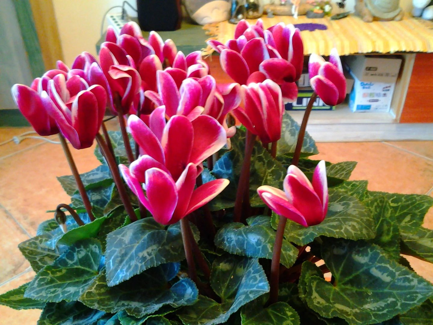 客厅放什么花风水好 客厅植物摆放风水禁忌