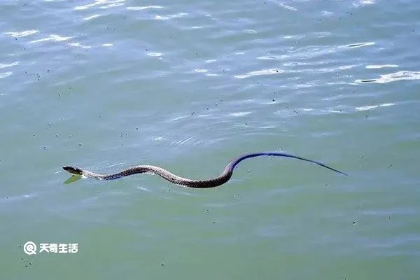 泥蛇的功效与作用