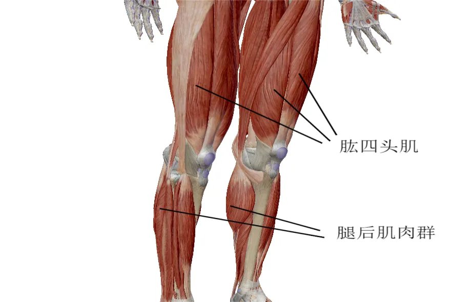 人体肌肉图