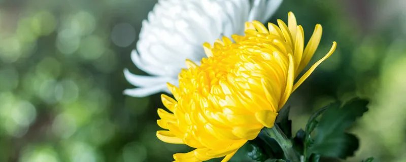 代表友谊的花 代表友谊的花束有哪些