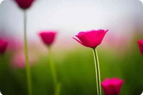 变相怪杰是什么意思