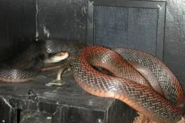 世界十大毒蛇，细鳞太攀蛇排第一，第十是蛇类煞星