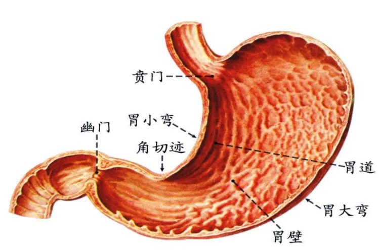 胃的构造图解和名称