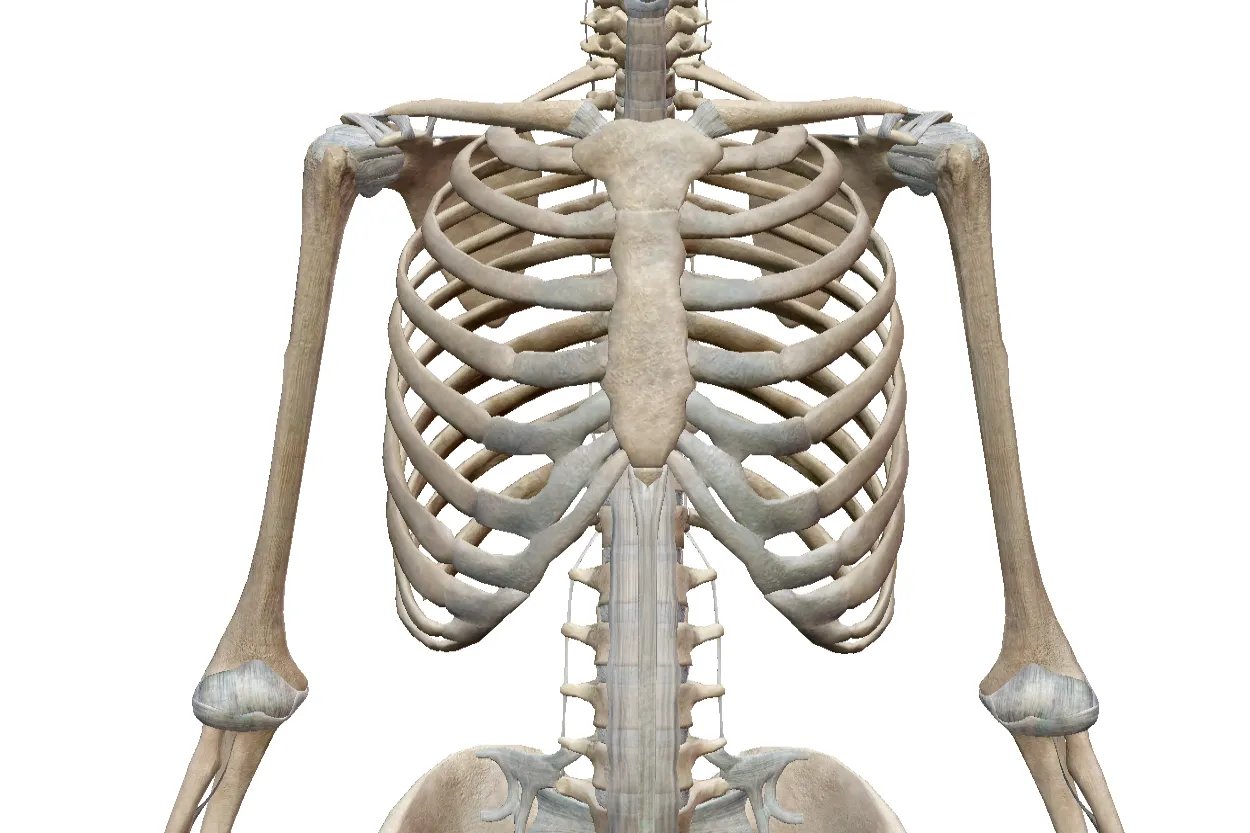 人体骨骼图片