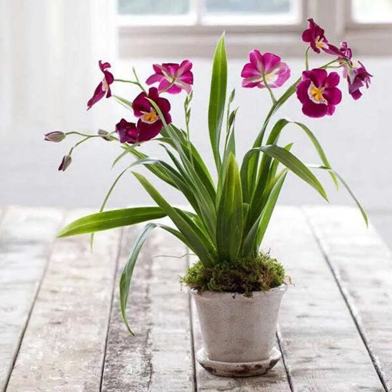 客厅放什么花风水好 客厅植物摆放风水禁忌