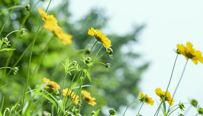 君子兰的养殖方法