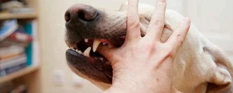 梦见狗咬别人是啥预兆 梦见狗咬别人预示什么