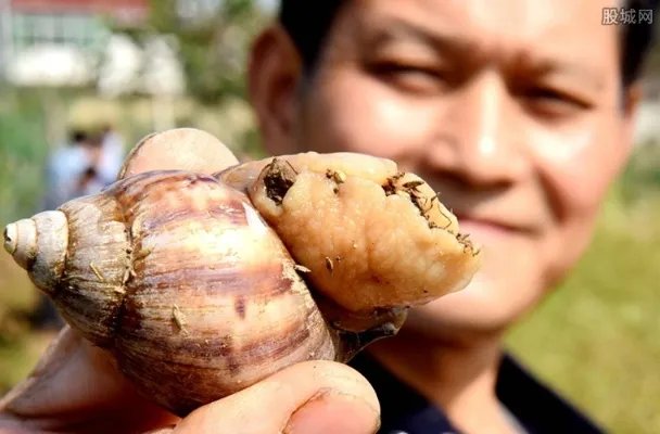 把蜗牛吃到灭绝 白玉蜗牛多少钱一斤