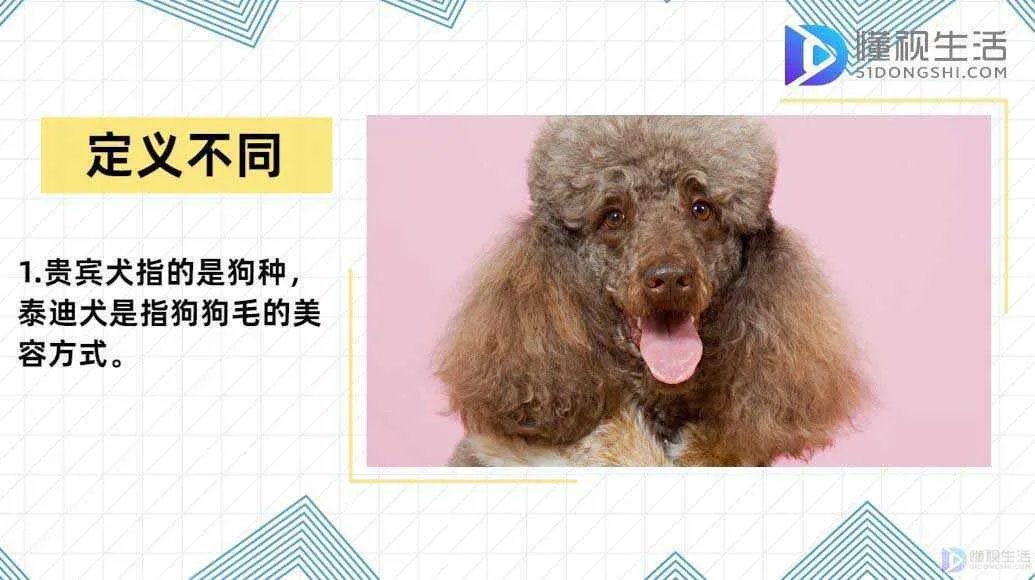 泰迪和贵宾犬的区别