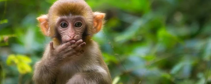 猴子的尾巴有什么作用 猴子的尾巴到底有什么作用